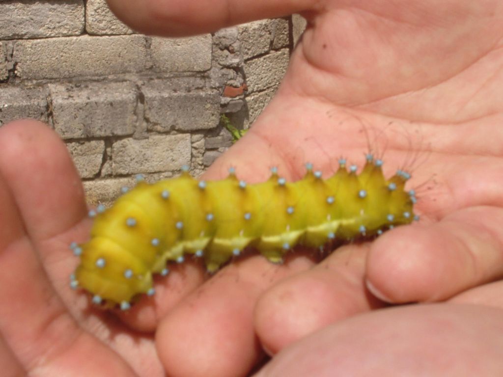 saturnia pyri